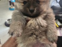 Rezerve ye açık köpeğimiz