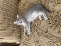 British Shorthair Kedimiz