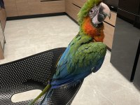 Hybrid Macaw Papağanı Eğitimli Uysal