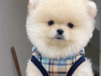 Ayı Surat Pomeranian Boo Yavrular