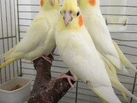 35 Günlük Yavru El Besleme Bebek Sultan Papağanlar