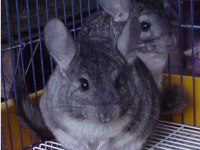 Chinchilla (Çinçila) Erkek Yavru