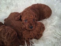 Mersin Lokumu Poodle Yavrular