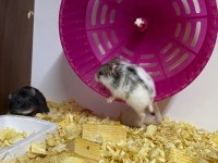 Hamster baby fish aquarium antalya