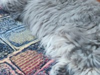 Ücretsiz Sahiplendirme Kedimiz