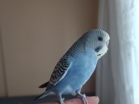 Ele Kola Alışkın Yeni Yeme Düşen Erkek Yavru Muhabbet Kuşu