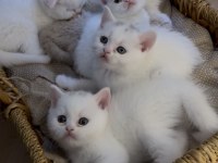 Kedilerimize Yeni Güzel Yuvalar Arıyoruz