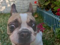 5 yaşında french bulldog kızım