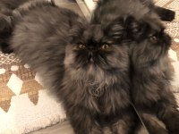 6 Aylık Dişi İran Persian Kediler