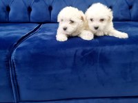 Minyatür Maltese Minnaklarım