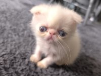 Safkan Exotic Long Ve Shorthair