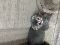 Birbirinden tatlı scottish fold yavrular