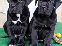 Sağlık Ve Irk Garantili Cane Corso