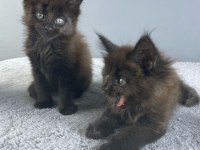 Safkan Maine Coon 03.03.2025 Doğumlu