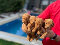Toy poodle yavruları