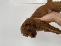 Toy Poodle Ev Doğumlu 35 Günlük Bebekler