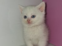 British shorthair patiler