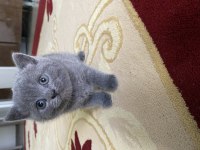 British Ve Scottish Kediler