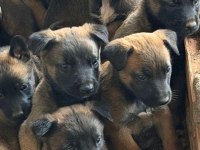 Erkek ve dişi malinois belçika kurt yavrucukları