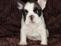 Anatomi Harikası Fransız Bulldog Yavrularımız