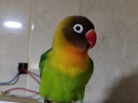 Dişi Cennet Papağanımız