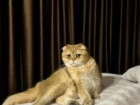 Bu Kedi Safkan Golden Evinizi Şenlendirecek