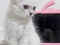 Scottish Straight Red Point Silver Erkek 21 Nisan Doğumlu