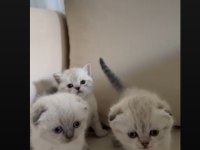 Lynx Point Safkan Scottish Fold Yavrularımız