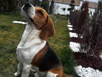 2 yaşında safkan beagle