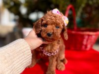 Safkan Toy Poodle Yavrularımız