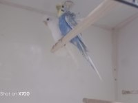 Prehistoricpets güvencesi ile japones muhabbet kuşu takım