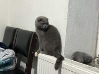 Birbirine Alışkın İki Safkan Dost Kediler Yeni Yuvalarını Arıyor