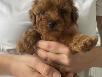 Tea cup toy poodle