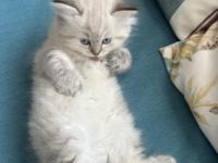 1.5 Aylık Mavi Gözlü British Longhair Yavru