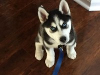 Sibirya Kurdu Mavişler Can Yakıyor