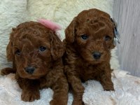Toy Poodle Yavruları