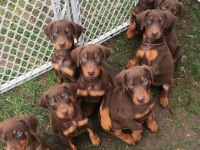 Sağlık Ve Irk Garantili Kızıl Dobermanlar