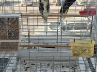 Full + Full Evcil Sadık Çift Dost Sultan Papağanı