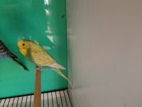 Rainbow Yavruya Hazır Muhabbet Kuşu