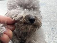 3 yaşında dişi silver poodle