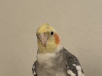 Erkek evcil sultan papağanı