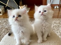 Şecereli british longhair blh ny1133 erkek