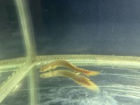 Etçil albino bişir balığı 20-25 cm