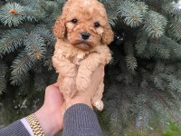 Muhteşem Renk Maltipoo Bebekler