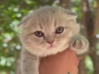 Scottish Fold Bebeklerimiz Teslime Hazırdır