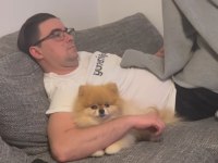 1 Yaşında Kadayıf Pomeranian İyi Aileden