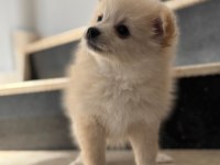 Pomeranian Spitz Sevimli Dost