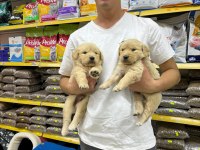Golden Retriever Adrese Teslim Ve Kapıda Ödeme Mevcuttur