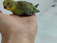 Çift Muhabbet Kuşu