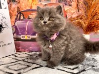 Show Kalitede Yavrular Yuva Arıyor